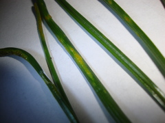 Puccinia liliacearum