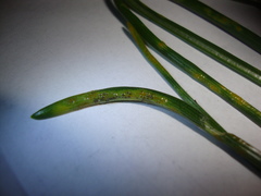 Puccinia liliacearum
