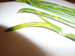 Puccinia liliacearum