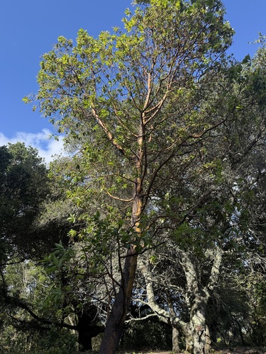 Pacific madrone