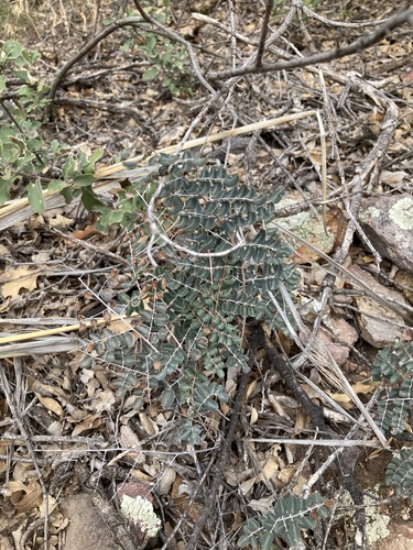 Pellaea intermedia
