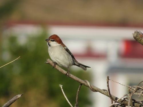 Russet Sparrow