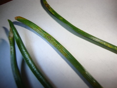 Puccinia liliacearum