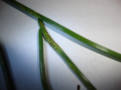 Puccinia liliacearum