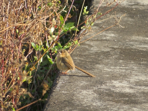 Plain Prinia