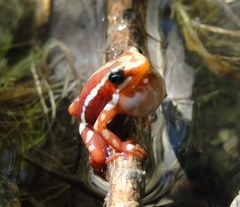 Epipedobates anthonyi