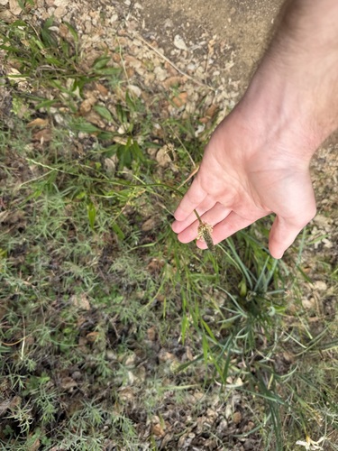 ribwort plantain