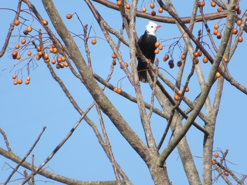 Black Bulbul