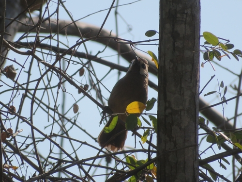 White-browed Laughingthrush