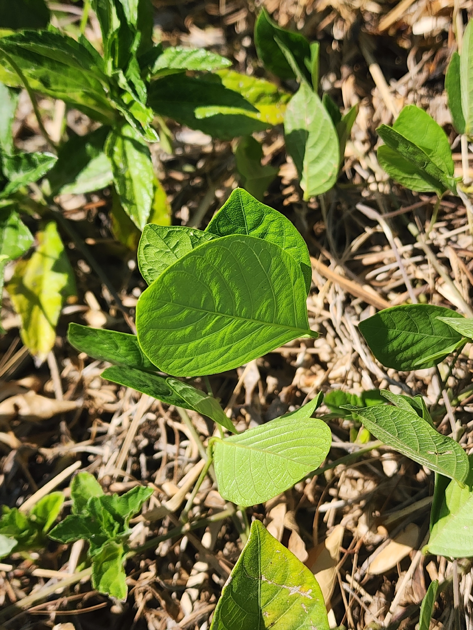 Centrosema molle — ảnh 2
