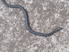 Atractus crassicaudatus