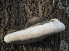 Phellinus populicola