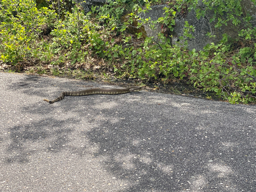 iNaturalist observation photo of Northern Pacific Rattlesnake
