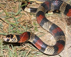 Lampropeltis micropholis