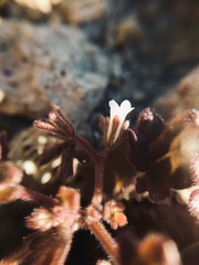 Phacelia rotundifolia