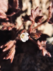 Phacelia rotundifolia