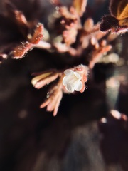Phacelia rotundifolia