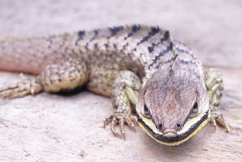 Red-Black Whorltail Iguana