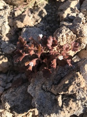 Phacelia rotundifolia