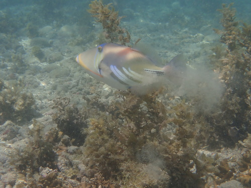 Rhinecanthus aculeatus