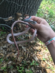 Masticophis schotti schotti
