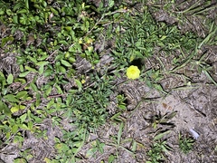 Magnoliopsida