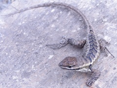 Stenocercus rhodomelas