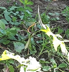 Ischnura aurora aurora