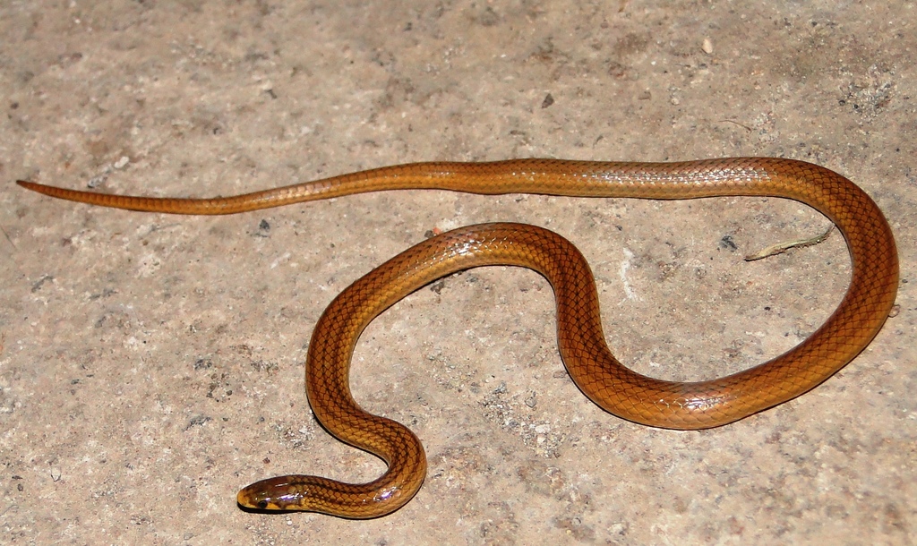 Mountain Centipede Snake