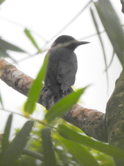 Melanerpes herminieri