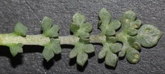 Lepidium oblongum