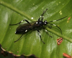 Achaius oratorius