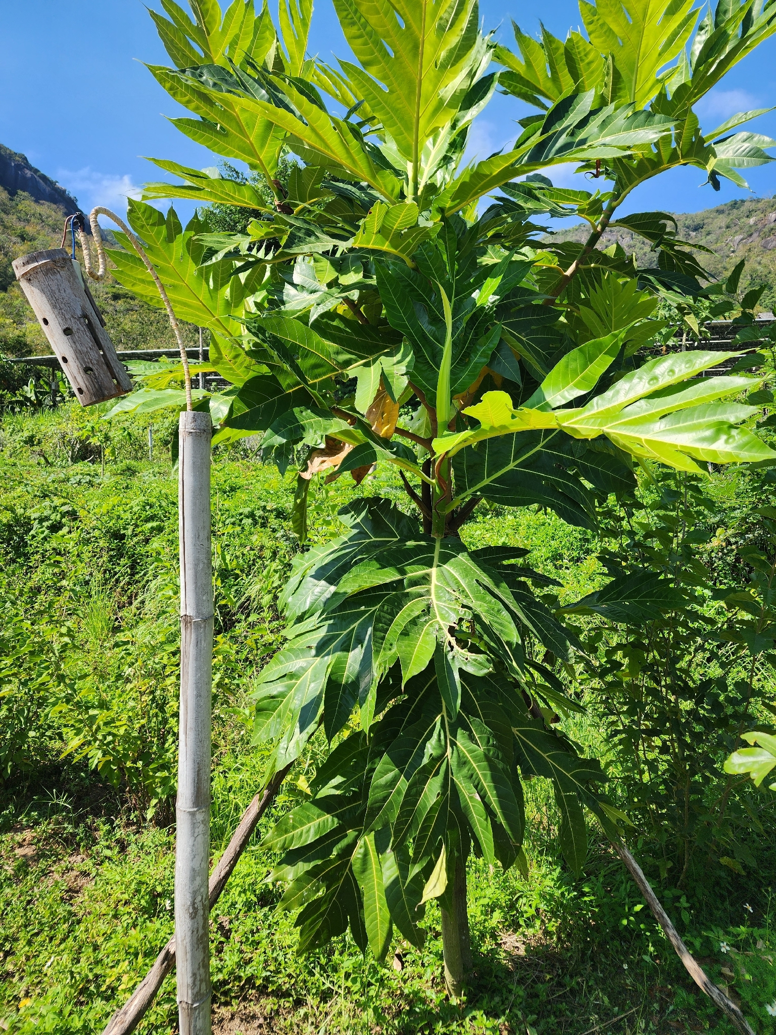 Artocarpus altilis — ảnh 2