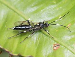 Achaius oratorius