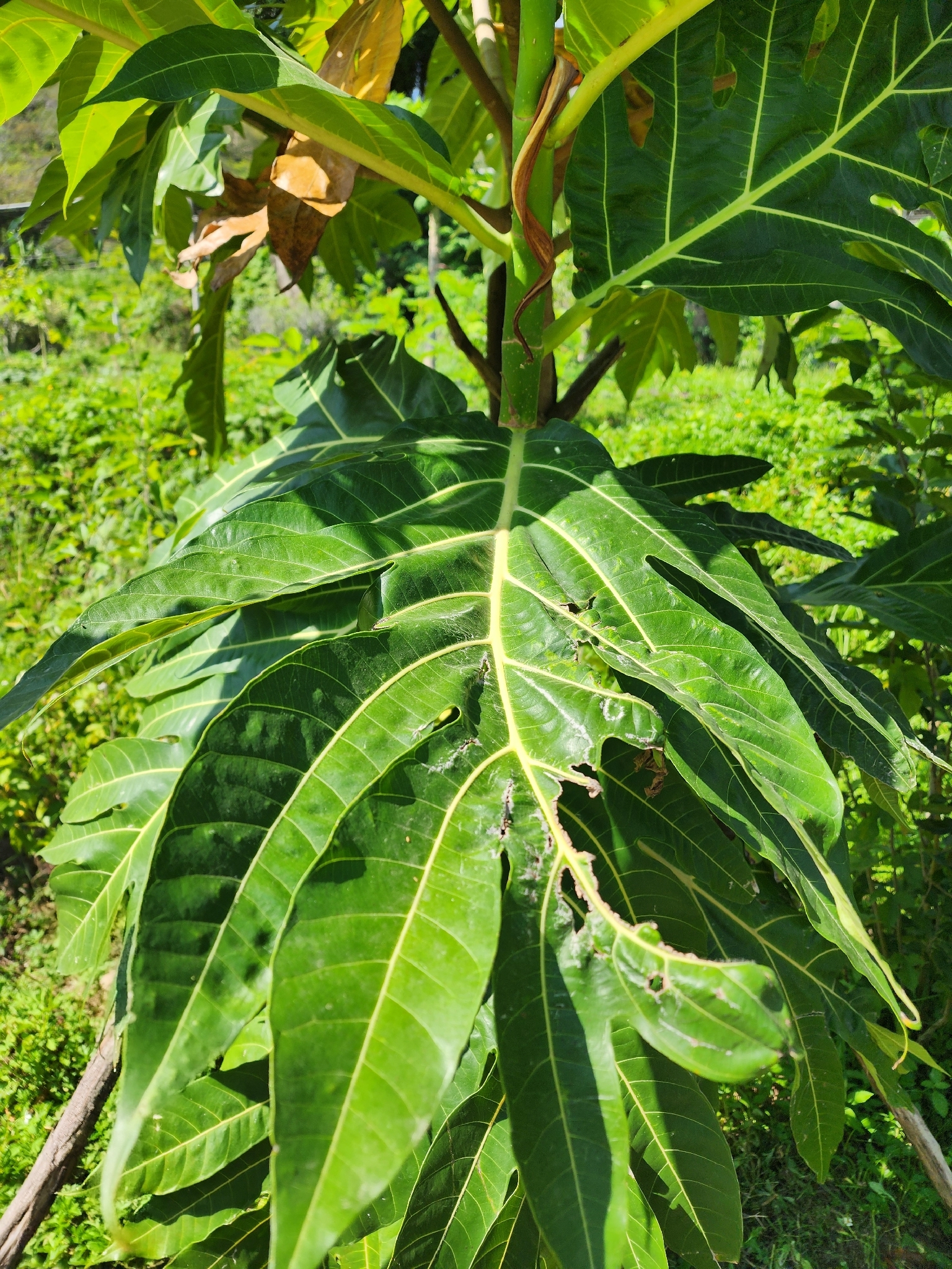 Artocarpus altilis — ảnh 3