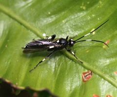 Achaius oratorius