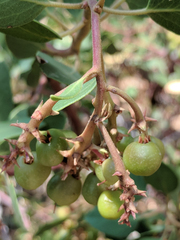 Arctostaphylos patula