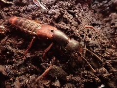 Platydracus cinnamopterus