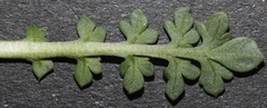 Lepidium oblongum