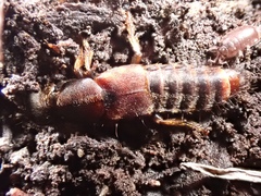 Platydracus cinnamopterus
