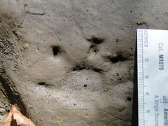 Didelphis marsupialis