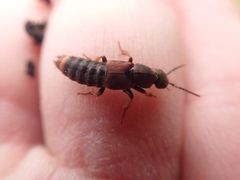 Platydracus cinnamopterus