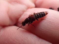 Platydracus cinnamopterus