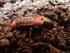 Platydracus cinnamopterus