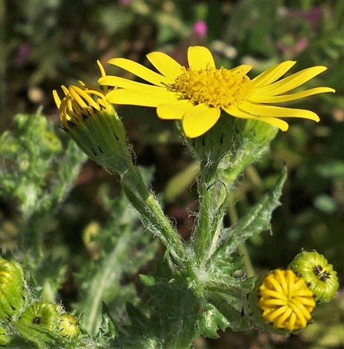 Pavasarinė žilė nuotrauka