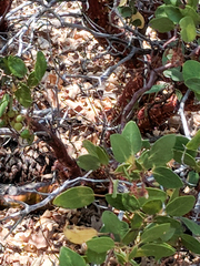 Arctostaphylos patula