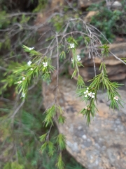 Baeckea linifolia