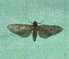 Eupithecia bolterii