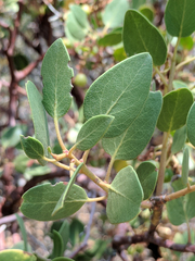 Arctostaphylos patula