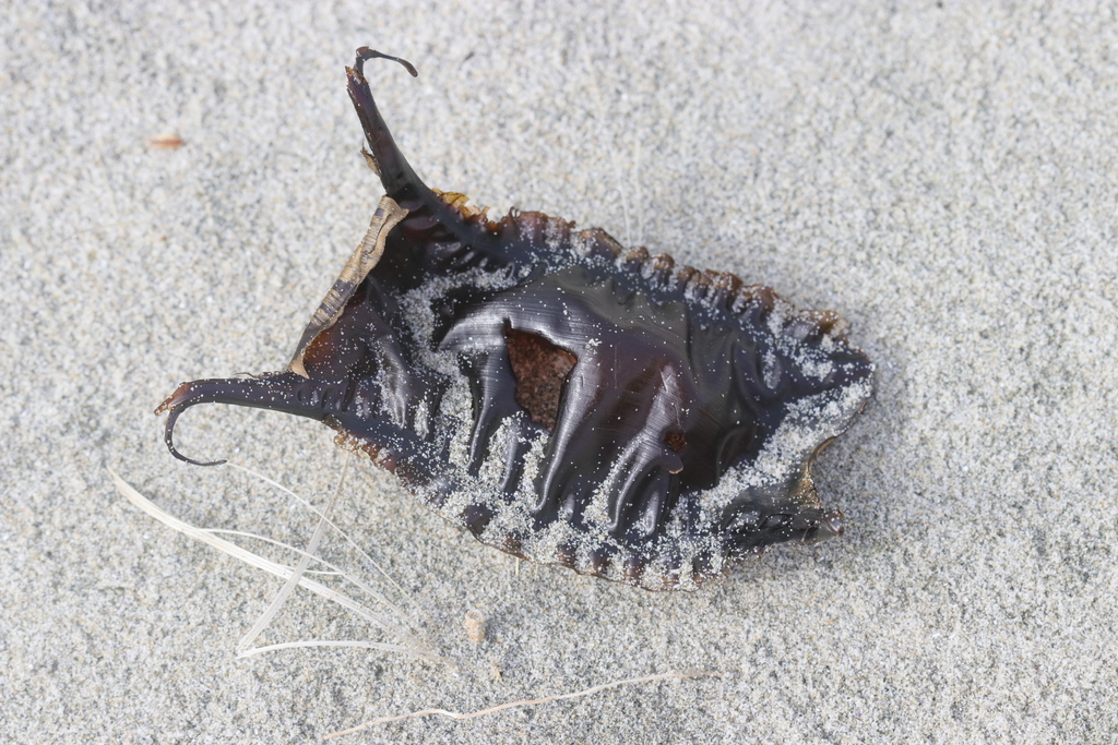 Starry skate (Raja stellulata) — Rajidae